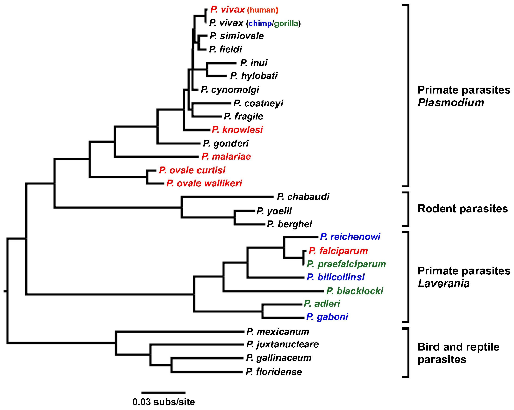 Malaria — figure 1