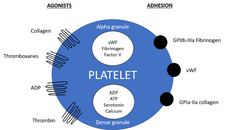 Platelets — figure 1